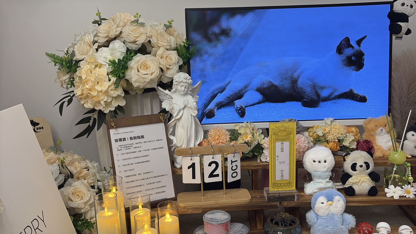 株洲宠物殡葬办理指南：流程、费用与注意事项